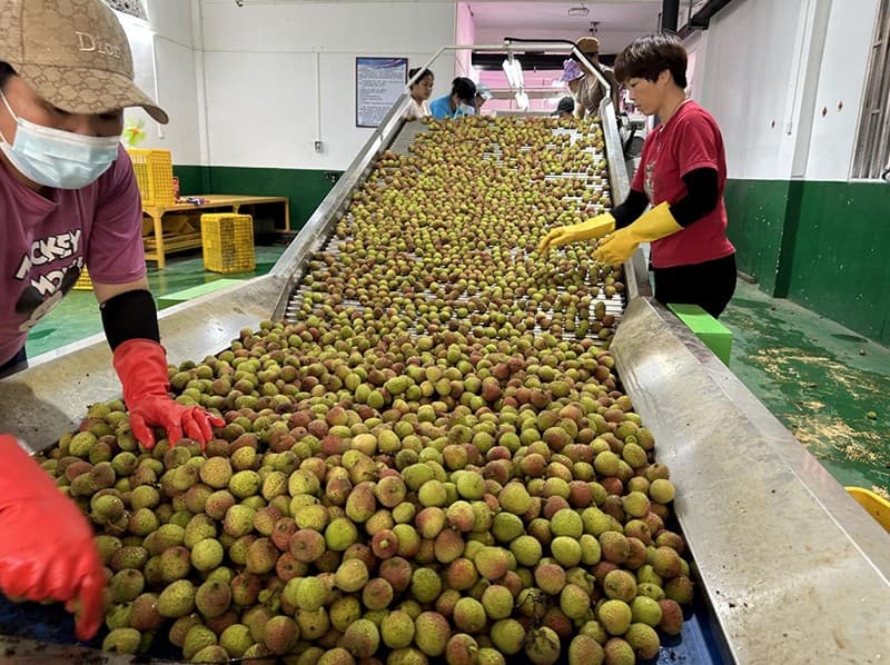 images/1685951420899lychee sorting machine.jpg